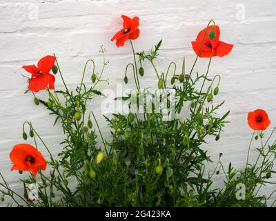 À la floraison des coquelicots dans le Suffolk Southwold Banque D'Images