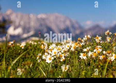 La montagne fleurit au printemps avec Wilder Kaiser, Tyrol, Autriche, Kaiser montagnes Banque D'Images