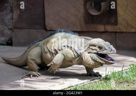 Iguane rhinocéros (Cyclura cornuta) dans le Bioparc Fuengirola Banque D'Images