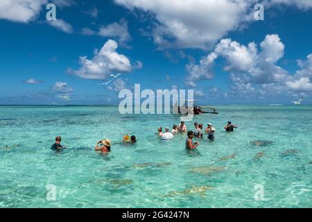 Les gens nagent avec des raies et des requins lors d'une excursion en bateau avec les « garçons hark » dans le lagon de Bora Bora, Bora Bora, les îles Leeward, la Polynésie française, Banque D'Images