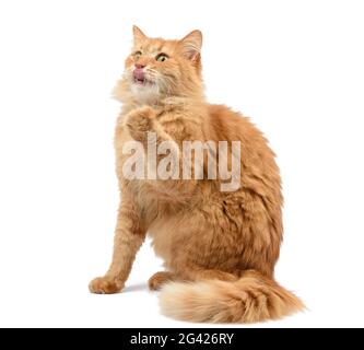 Chat rouge moelleux pour adulte assis et soulevé ses pattes avant Banque D'Images