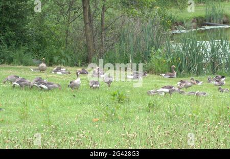 Troupeau d'Oies de Graylag mangeant à côté de l'étang de pêche Banque D'Images