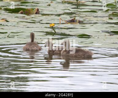 Les goslings des graylag nagent parmi les coussins de nénuphars Banque D'Images