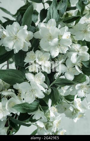 Belles fleurs blanches délicates sur une branche de jasmin Banque D'Images