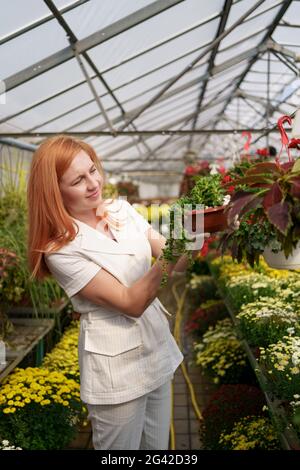 Fleuriste souriant dans sa pépinière inspectant les fleurs en pot comme elle tend aux plantes de jardin dans la serre Banque D'Images