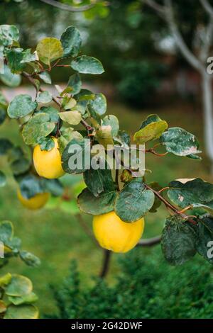 Arbre de coing qui pousse dans le jardin. Les fruits mûrs de coing jaune poussent sur le coing arbre avec le feuillage vert dans le jardin d'automne. Banque D'Images