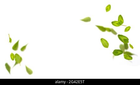 Cercle aléatoire volant feuilles de trèfle vert frais isolées sur fond blanc. Banque D'Images