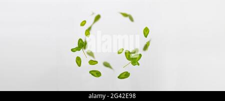 Feuilles de trèfle vert frais volantes aléatoires isolées sur fond blanc. Banque D'Images