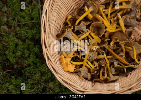 Panier avec chanterelle en forme d'entonnoir comestible sur la mousse de la forêt. Photo prise en Suède. Banque D'Images