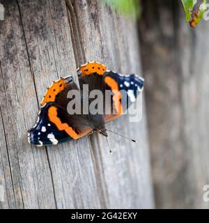 Vulcain (Vanessa atalanta) reposant sur un poste en bois Banque D'Images