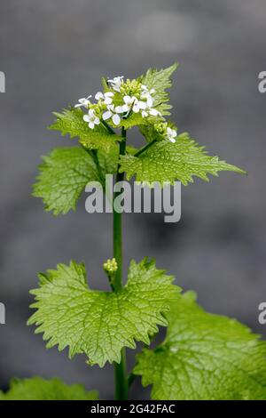 Moutarde à l'ail (Alliaria petiolata) fleurit au printemps Banque D'Images