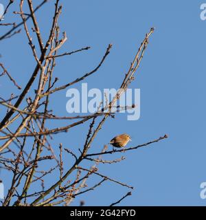 Tiny Wren (troglodytes troglodytes) perchée dans un arbre en hiver Banque D'Images