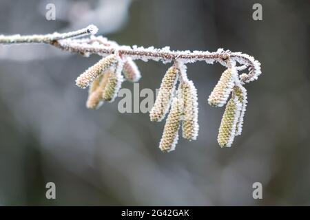 Chatons sur un Hazel (Corylus avellana) arbre recouvert de givre le jour de l'hiver Banque D'Images