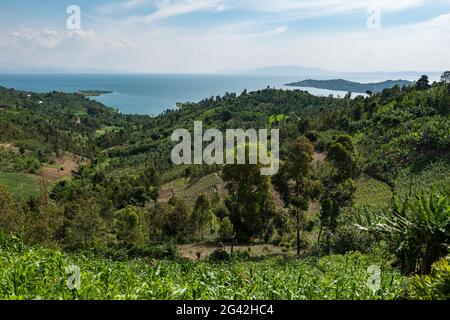 Plantation de bananes avec le lac Kivu au loin, près de Kinunu, province occidentale, Rwanda, Afrique Banque D'Images