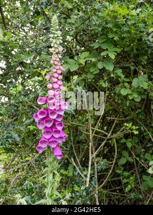 Les Foxgloves (Digitalis purpurea) fleurissent dans la campagne de l'ouest du Sussex Banque D'Images