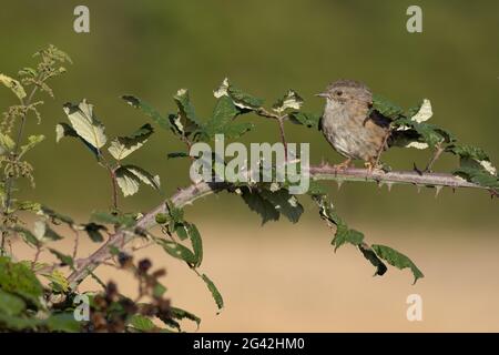 Haie d'Accenteur (Dunnock) perchée sur une promenade dans le Sussex Banque D'Images