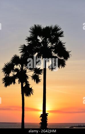 Deux palmiers au bord de la mer avant le coucher du soleil, Darwin, territoire du Nord, Australie Banque D'Images