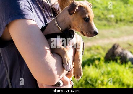 Gros plan d'un chiot de demi-race marron transporté par une personne de race blanche, ils sont situés à gauche de la photo de sorte que le chien regarde vers la droite Banque D'Images