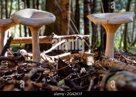 Fausse Chanterelle (Hygrophoropsis aurantiaca), champignons, Chiemsee, Bavière, Allemagne Banque D'Images