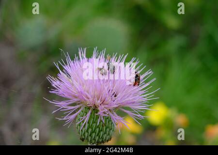 Chardon violet texan avec carabs de Kern - fleur de Cirsium texanum avec Euphoria kernii Banque D'Images