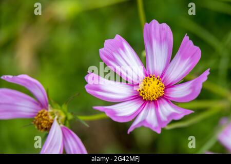 Jardin Cosmos (Cosmos bipinnatus part.) croissance et floraison dans un jardin en Italie Banque D'Images