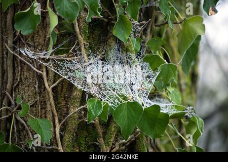 Les araignées s'ébagarent avec le gel du houar pendant un matin hivernal Banque D'Images