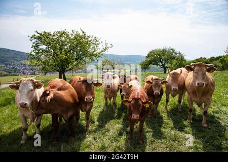 Bétail dans la prairie à la ferme de Luisenhof, Eschau, Räuberland, Spessart-Mainland, Franconie, Bavière, Allemagne, Europe Banque D'Images