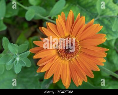Gros plan de la maman orange ou du chrysanthème sur des feuilles vertes luxuriantes Banque D'Images