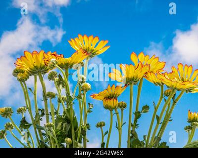 Gros plan des chrysanthèmes sur le ciel bleu avec des nuages blancs moelleux Banque D'Images