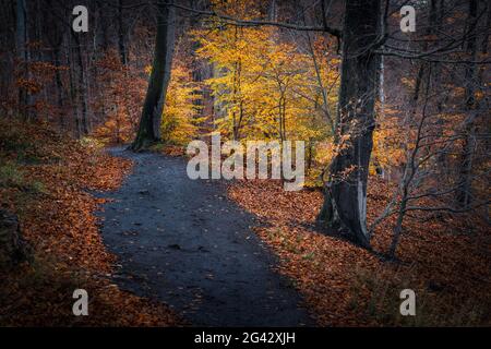 Chemin dans la forêt d'automne, Thale, Harz, Saxe-Anhalt, Allemagne, Europe Banque D'Images