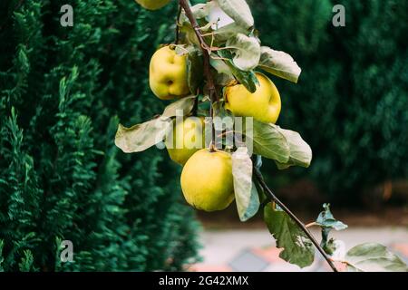 Les fruits mûrs de coing jaune poussent sur le coing arbre avec le feuillage vert dans le jardin d'automne. Beaucoup de coings mûrs, gros plan Banque D'Images