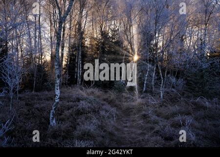 Matin d'automne dans les moorland sur le Staffelsee, Uffing, Blaues Land, Garmisch-Partenkirchen district, haute-Bavière, Bavière, Allemagne, Europe Banque D'Images