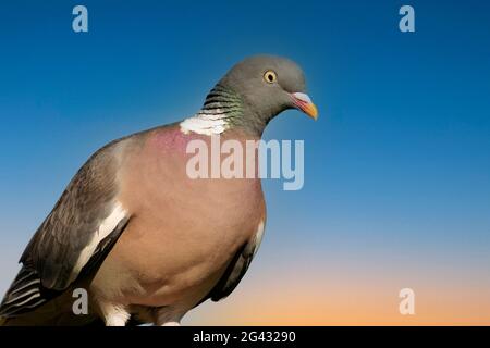 Pigeon ramier Banque D'Images