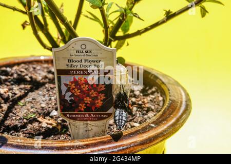 Étapes de la métamorphose du papillon Monarch sur une plante de l'herbe à lait dans une cour de Californie Banque D'Images