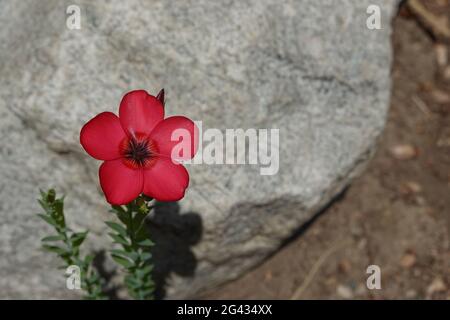 Linum grandiflorum . communément appelé lin à fleurs, lin rouge, lin écarlate et lin cramoisi. Culture dans un jardin du sud de la Californie. Banque D'Images