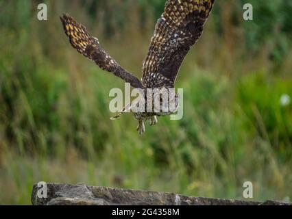 Hibou de l'aigle du Cap ( bubo capensis ) un oiseau de rapaces nocturne en vol La nature en Afrique du Sud Banque D'Images