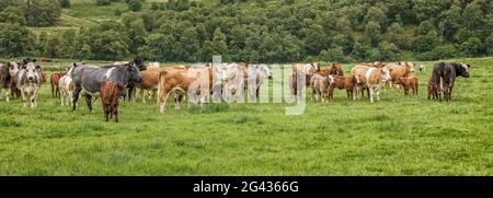 Vaches dans un pré vert herbacé Banque D'Images
