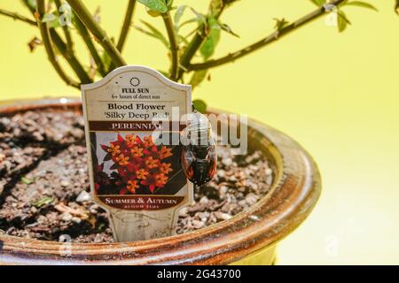 Étapes de la métamorphose du papillon Monarch sur une plante de l'herbe à lait dans une cour de Californie Banque D'Images