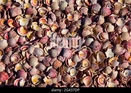 Cadre complet de coquilles de pétoncle Pacific calico Banque D'Images