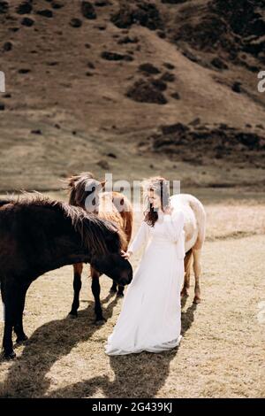 Destination Islande mariage séance photo avec des chevaux islandais. Une mariée vêque d'une robe blanche marche parmi un troupeau de chevaux dans un fiel Banque D'Images