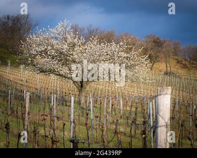 Cerisier fleuri dans un vignoble, Donnerskirchen, nord du Burgenland, Autriche. La région entre les collines de Leithagebirge et Banque D'Images