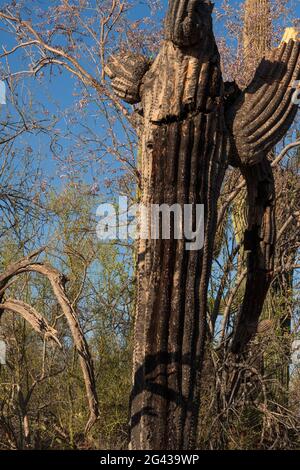 Un cactus de saguaro mourante infiltre du liquide dans le monument national de la forêt d'Ironwood, dans le désert de Sonoran, en Arizona, aux États-Unis. On ignore si le cactus est en détresse Banque D'Images