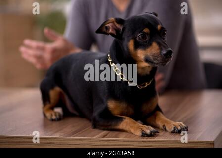 Jeune homme médecin vétérinaire examinant chien dans la clinique Banque D'Images
