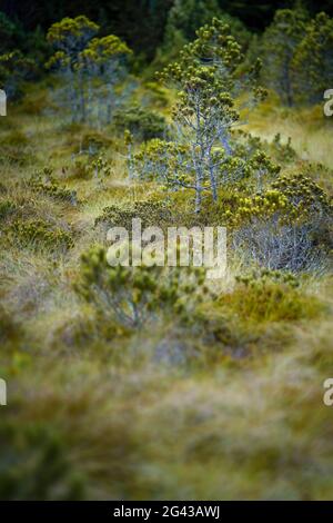 Jeunes pins de montagne dans les Murnauer Moos, haute-Bavière, Bavière, Allemagne, Europe Banque D'Images
