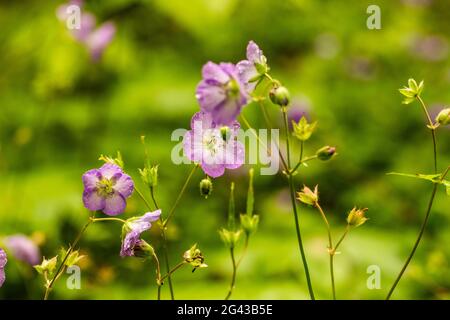 Gros plan sur les fleurs de géranium sauvage après la pluie printanière dans les Smokies Banque D'Images