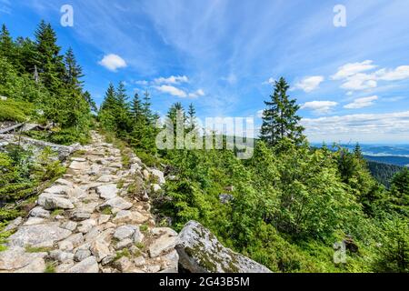 Sentier de randonnée dans la forêt bavaroise, Bavière, Allemagne Banque D'Images