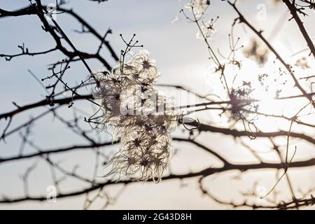 Clématis communes (Clematis vitalba) en hiver, Vagen, Bavière, Allemagne Banque D'Images