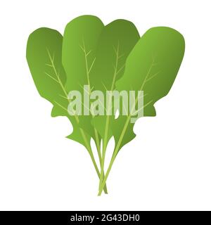 Arugula isolé sur fond blanc. Illustration de Vecteur