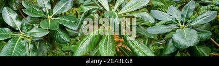 Gros plan des feuilles vertes de rhododendron, jardin botanique, Seattle, Washington, États-Unis Banque D'Images