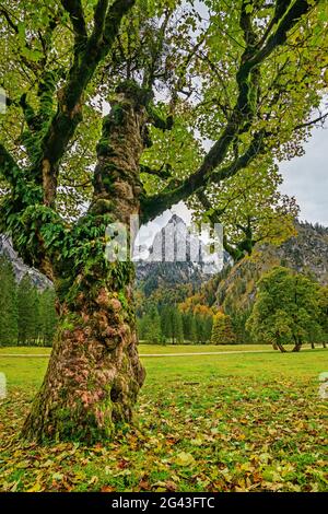 Sycamore érable en feuilles d'automne avec Geiselstein en arrière-plan, Wankerfleck, Alpes d'Ammergau, montagnes d'Ammer, Souabe, Bavière, Allemagne Banque D'Images